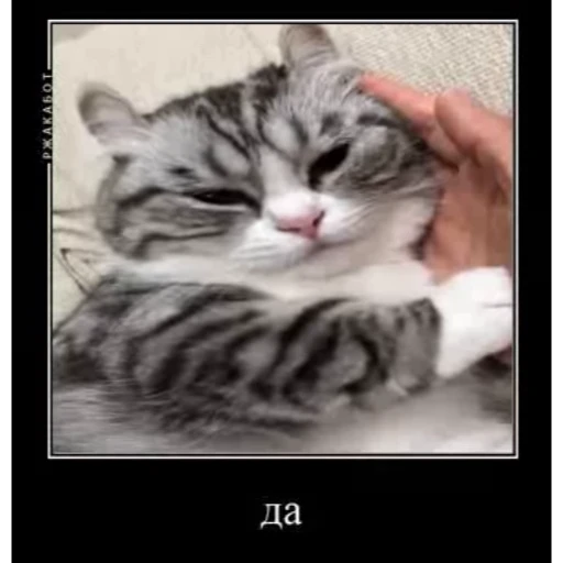 🤿 Стикер «Мемы с котиками» для Telegram