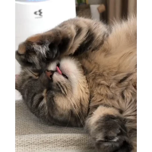 🤿 Стикер «Мемы с котиками» для Telegram