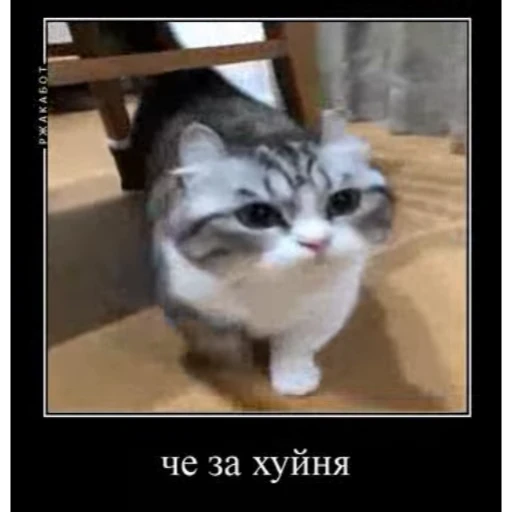 🤿 Стикер «Мемы с котиками» для Telegram