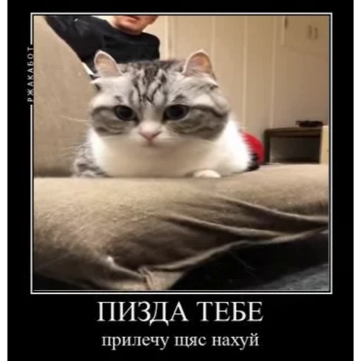 😜 Стикер «Мемы с котиками» для Telegram