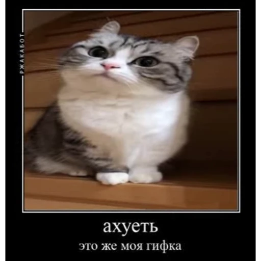 😳 Стикер «Мемы с котиками» для Telegram