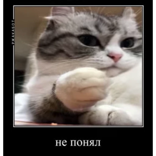 🤨 Стикер «Мемы с котиками» для Telegram