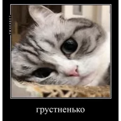 🤿 Стикер «Мемы с котиками» для Telegram