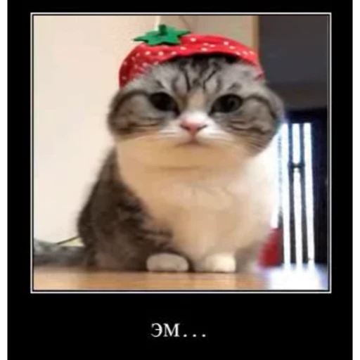 🥸 Стикер «Мемы с котиками» для Telegram