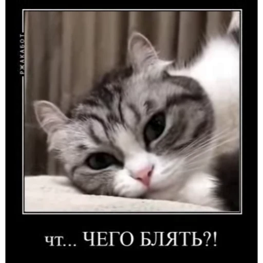 🧐 Стикер «Мемы с котиками» для Telegram