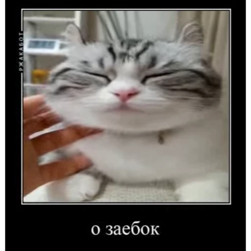 😏 Стикер «Мемы с котиками» для Telegram