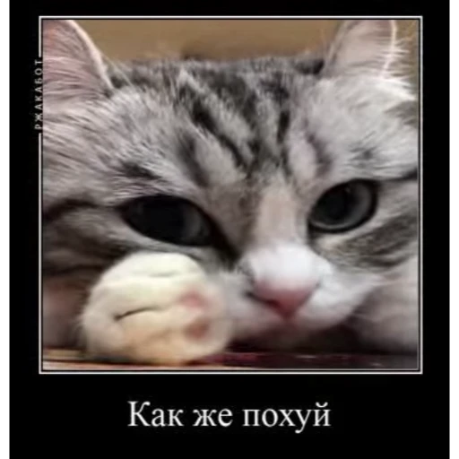 🤷‍♂️ Стикер «Мемы с котиками» для Telegram
