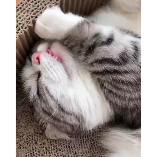 😴 Стикер «Мемы с котиками» для Telegram
