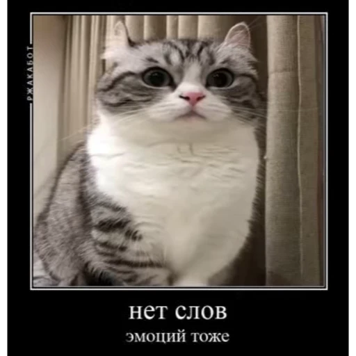 🤿 Стикер «Мемы с котиками» для Telegram