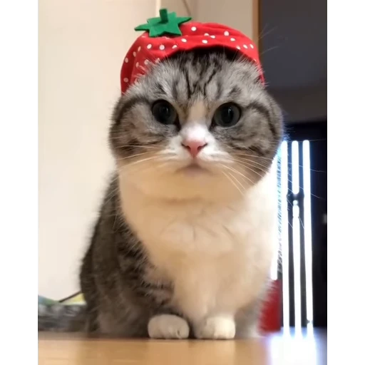 🤿 Стикер «Мемы с котиками» для Telegram