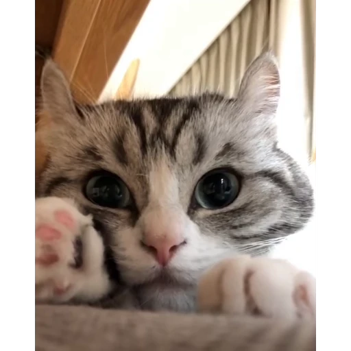 😵‍💫 Стикер «Мемы с котиками» для Telegram