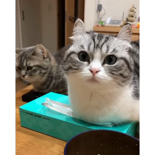 😀 Стикер «Мемы с котиками» для Telegram