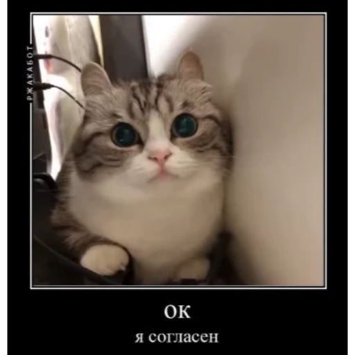 👌 Стикер «Мемы с котиками» для Telegram