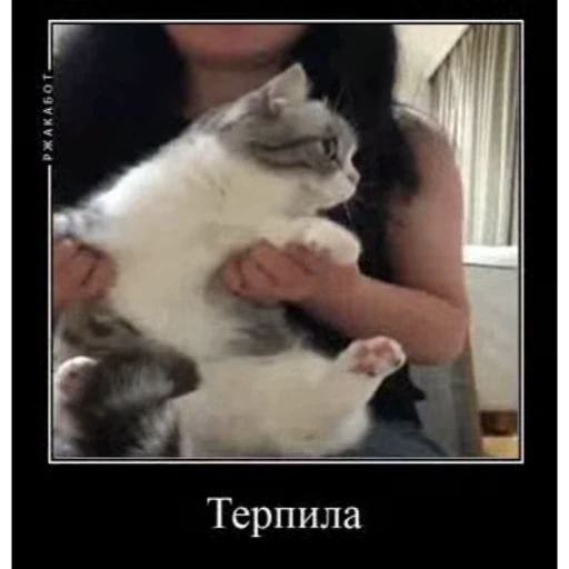 🤿 Стикер «KomaruBest» для Telegram