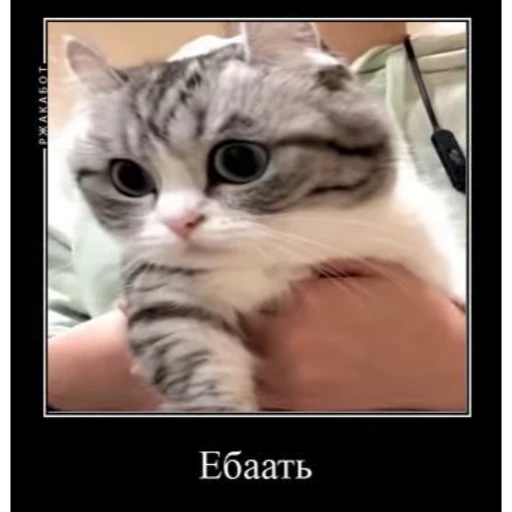 🤿 Стикер «KomaruBest» для Telegram