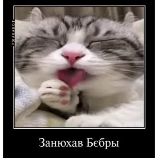 🤿 Стикер «KomaruBest» для Telegram