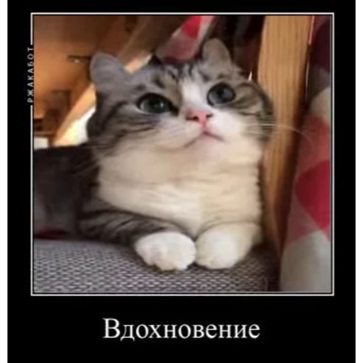 🤿 Стикер «KomaruBest» для Telegram