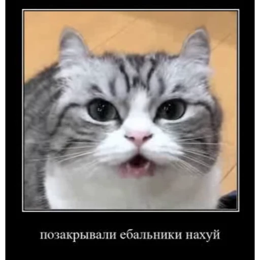 🤿 Стикер «KomaruBest» для Telegram