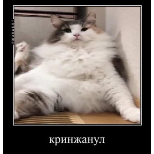 🤿 Стикер «KomaruBest» для Telegram
