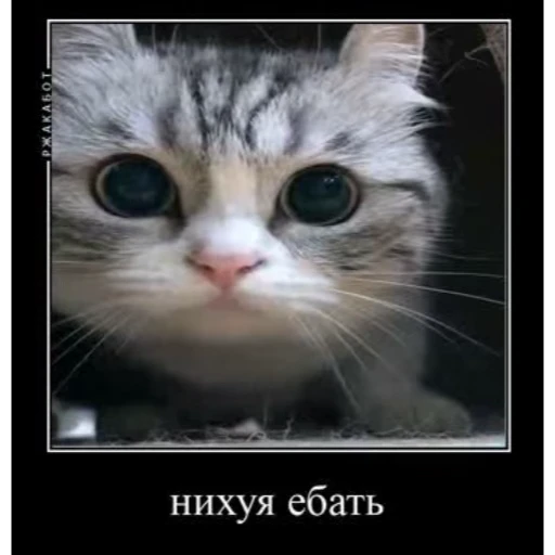 🤿 Стикер «KomaruBest» для Telegram