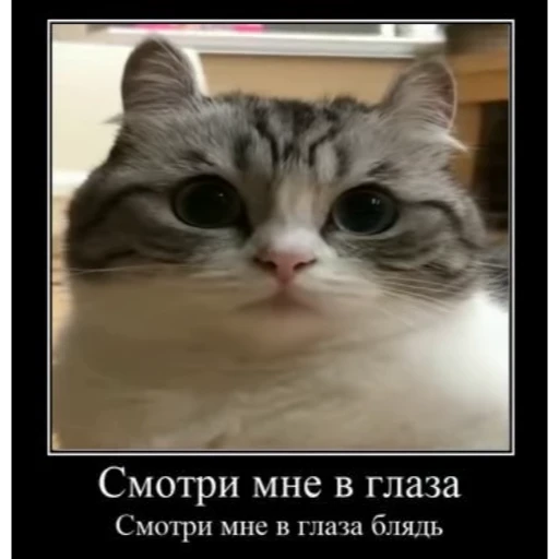 🤿 Стикер «KomaruBest» для Telegram