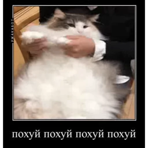 🤿 Стикер «KomaruBest» для Telegram
