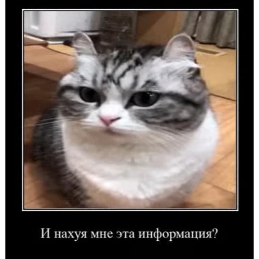 🤿 Стикер «KomaruBest» для Telegram