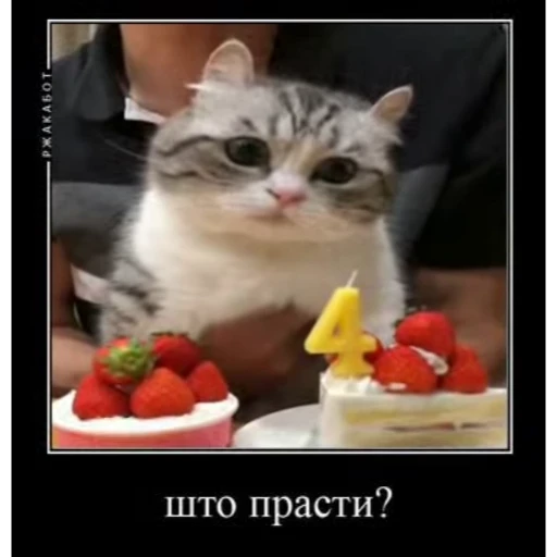 🤿 Стикер «KomaruBest» для Telegram