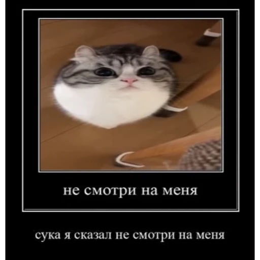 🤿 Стикер «KomaruBest» для Telegram