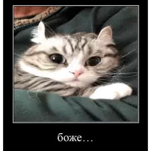 🤿 Стикер «KomaruBest» для Telegram