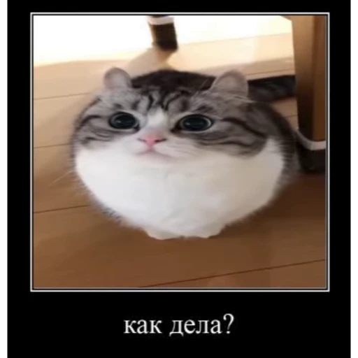 🤿 Стикер «KomaruBest» для Telegram