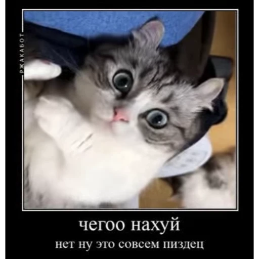 🤿 Стикер «KomaruBest» для Telegram
