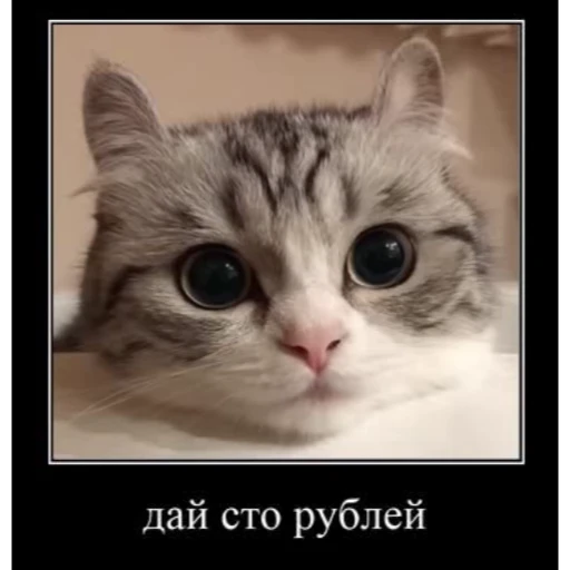 🤿 Стикер «KomaruBest» для Telegram