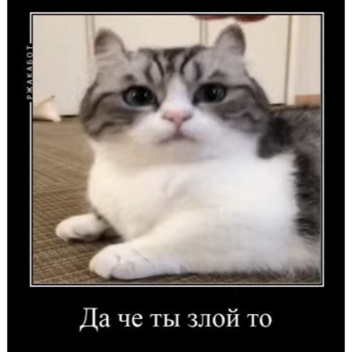 🤿 Стикер «KomaruBest» для Telegram