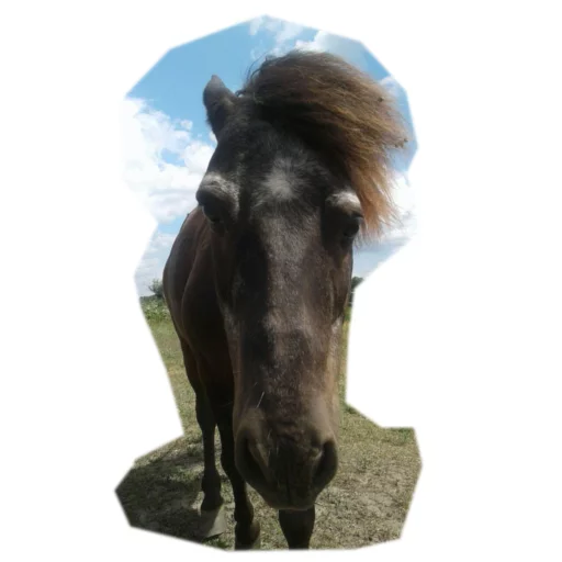 🐴 Стикер «Koniachki» для Telegram