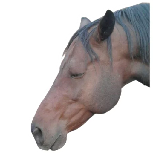 🦄 Стикер «Koniachki» для Telegram