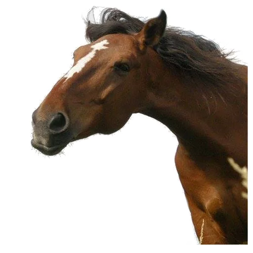 🐴 Стикер «Koniachki» для Telegram