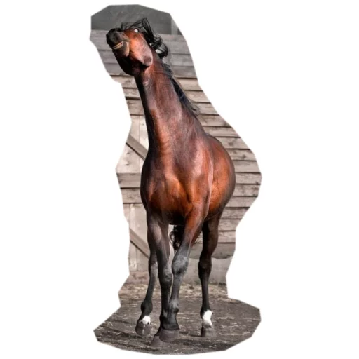 🐎 Стикер «Koniachki» для Telegram