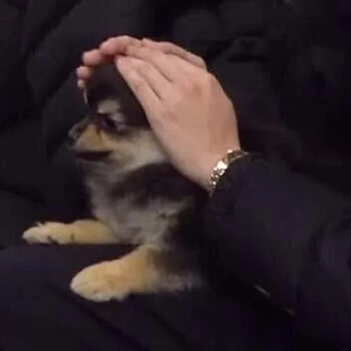 😏 Стикер «Корейская Хренотень» для Telegram