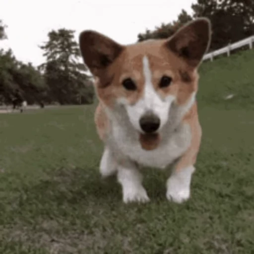 🐶 Стикер «Корги» для Telegram
