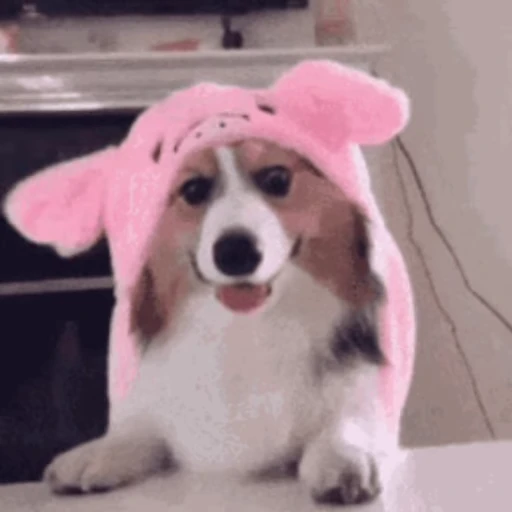 🐶 Стикер «Корги» для Telegram