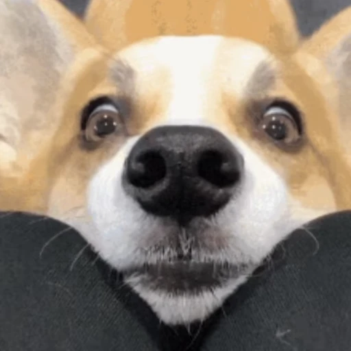 🥺 Стикер «Корги» для Telegram