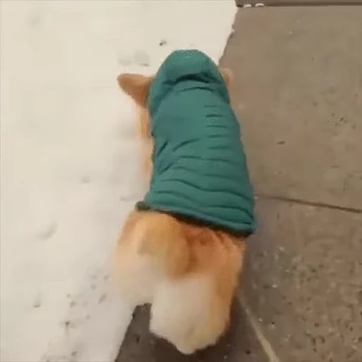 🍑 Стикер «Корги» для Telegram