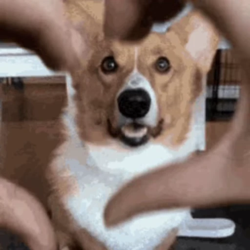 ❤️ Стикер «Корги» для Telegram