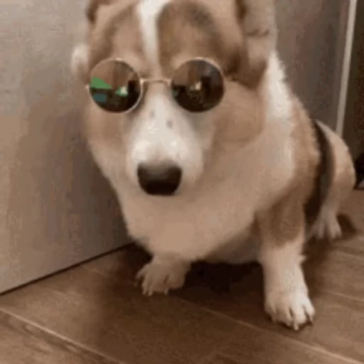 😎 Стикер «Корги» для Telegram