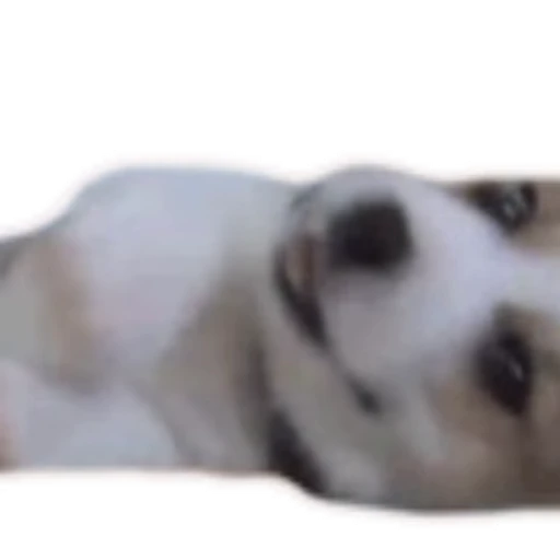 🐶 Стикер «Корги» для Telegram