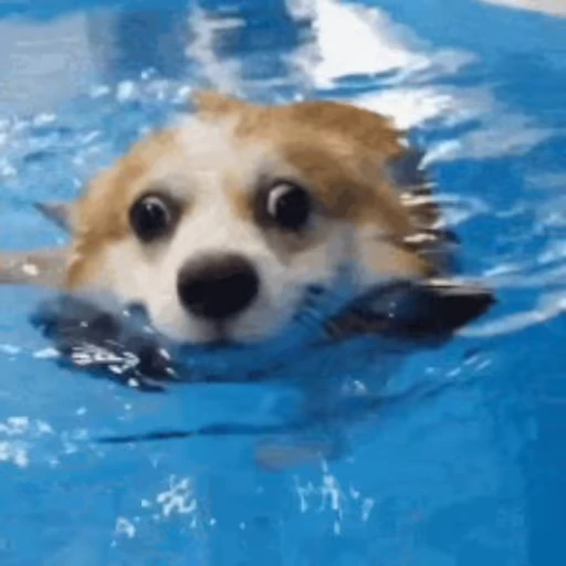 🏊‍♀️ Стикер «Корги» для Telegram