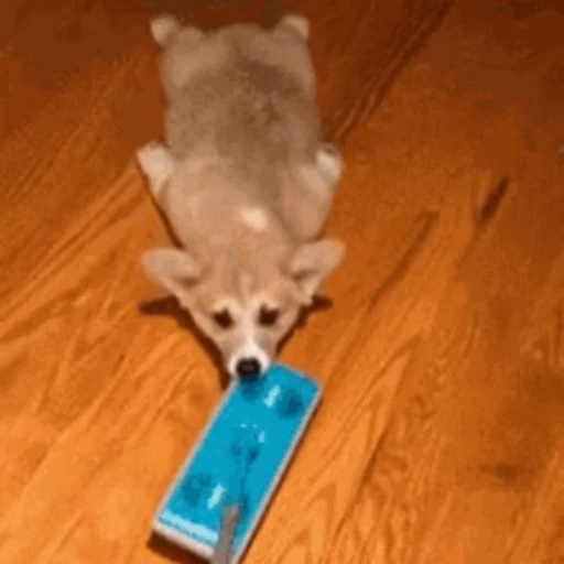 🐶 Стикер «Корги» для Telegram