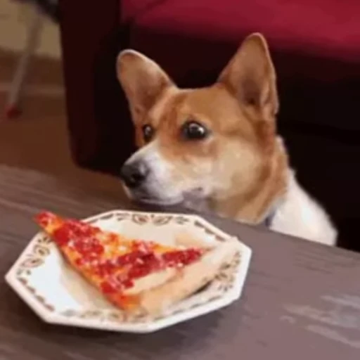 🍕 Стикер «Корги» для Telegram