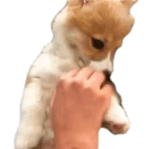 😏 Стикер «Корги» для Telegram